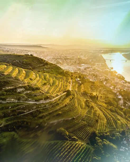 Weinberge am Schreckberg mit Blick auf Krems und die Donau