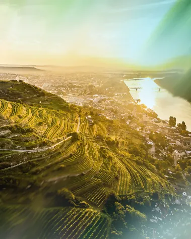 Weinberge am Schreckberg und Blick über Krems und die Donau