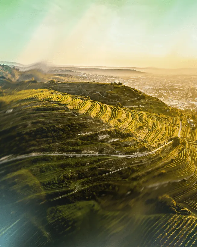 Weinberge am Schreckberg mit Blick über Krems